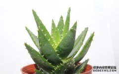 aloevera«100